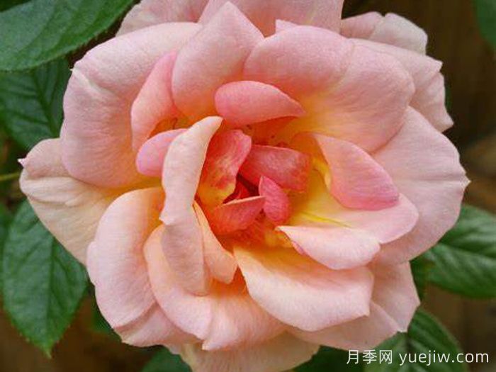 夜灯月季/晚光月季(图1) 夜灯月季/晚光月季(图1)