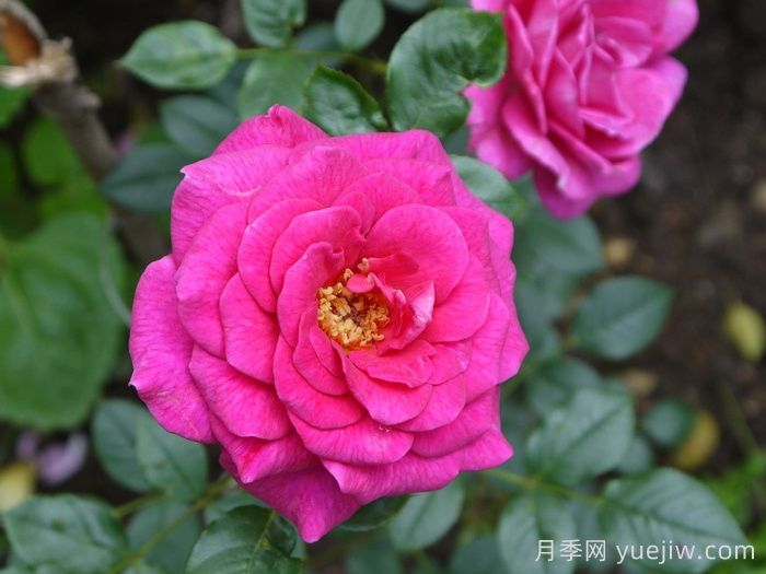 荣光女王月季/格洛丽安娜月季(图2)