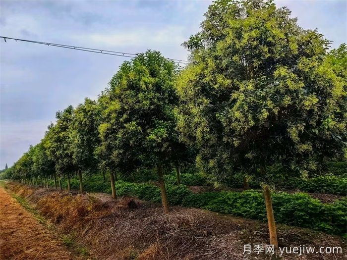 大叶女贞/高杆冬青树(图1) 大叶女贞/高杆冬青树(图1)