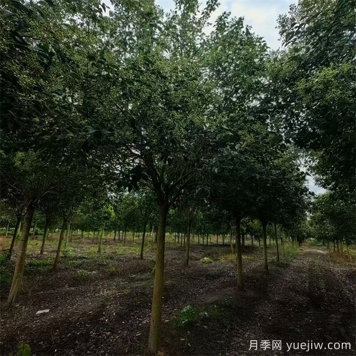 大叶女贞/高杆冬青树(图2) 大叶女贞/高杆冬青树(图2)