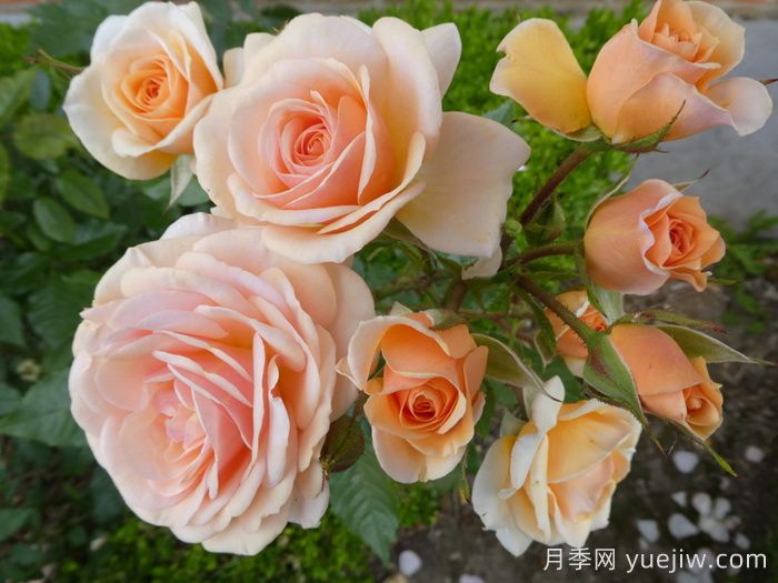 甜蜜月季/甜蜜蜜月季(图1)