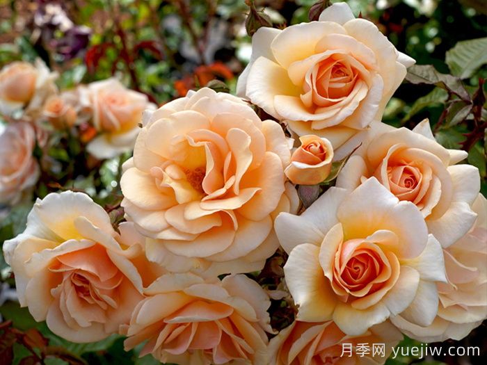 甜蜜月季/甜蜜蜜月季(图2)