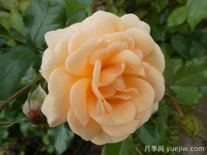 甜蜜月季/甜蜜蜜月季(图3)