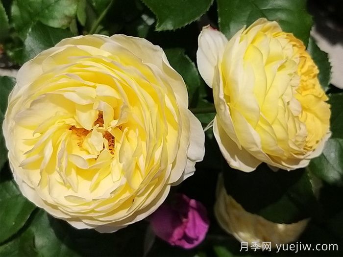 黄金城堡月季/舍韦尼城堡月季(图4)