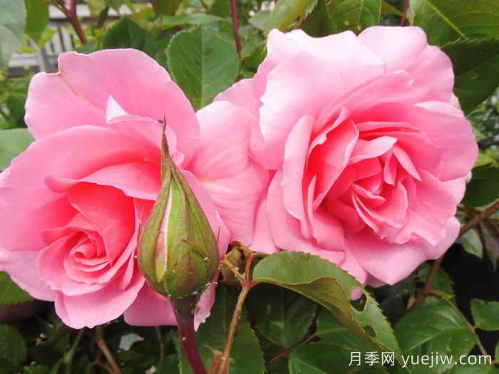 你真美丽月季/你好美/美丽的你(图2)