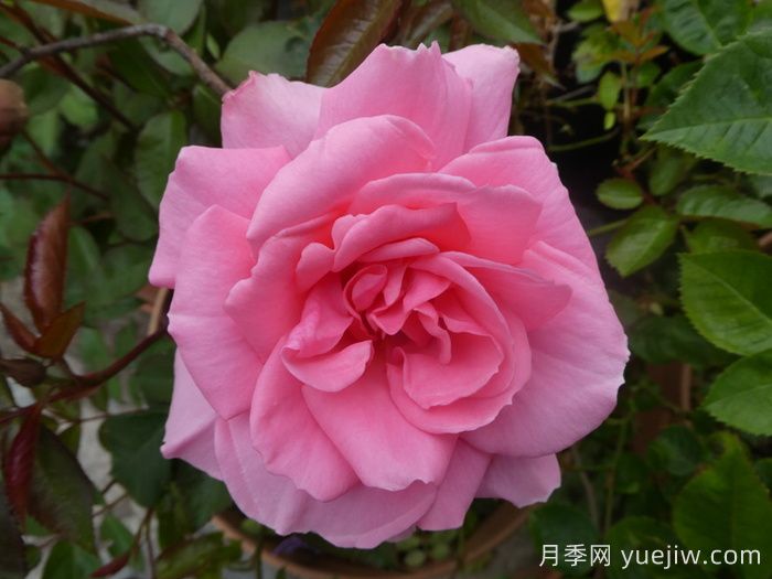 你真美丽月季/你好美/美丽的你(图1)