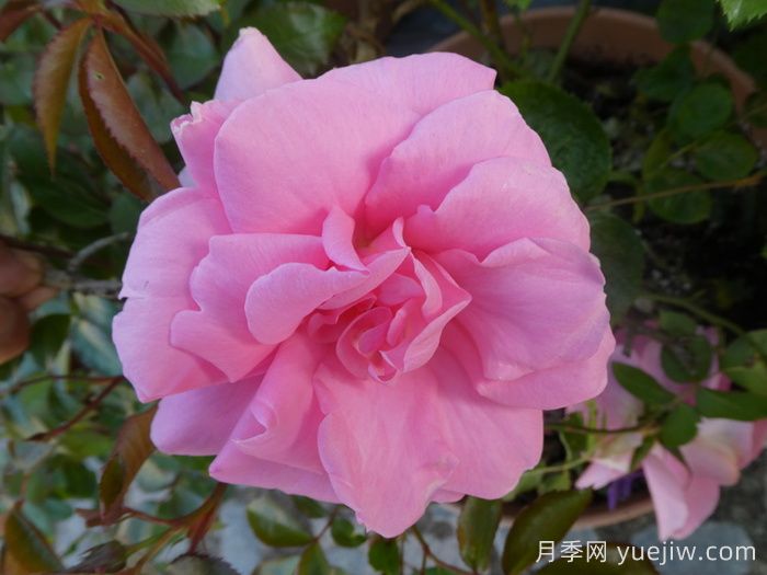 你真美丽月季/你好美/美丽的你(图3)