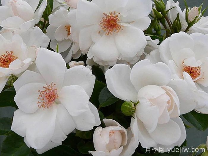 星光交响曲月季(图2)