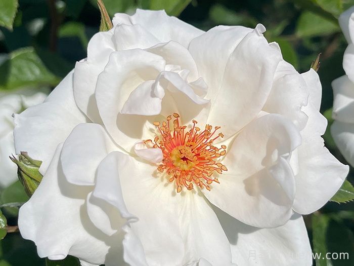 星光交响曲月季(图1)