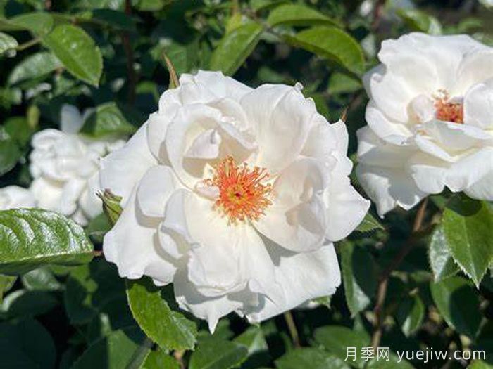 星光交响曲月季(图3)