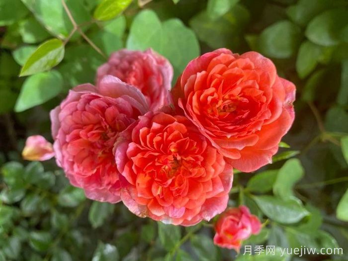 佩内洛普夫人月季(图1)