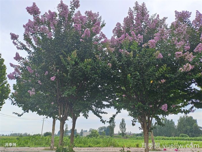 紫薇/百日红(图2) 紫薇/百日红(图2)