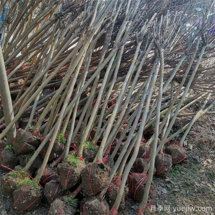 紫薇/百日红(图4) 紫薇/百日红(图4)