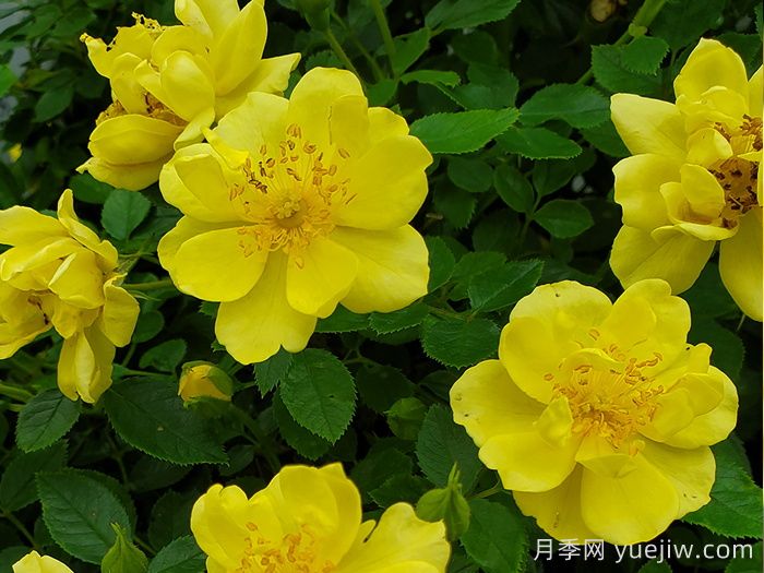 奥索易柠檬热情/柠檬乐趣(图2)