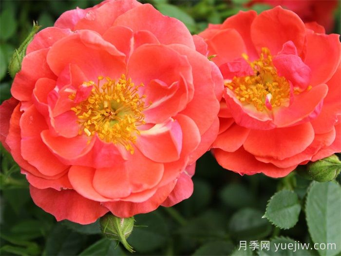 奥索易芒果酱月季苗(图1)