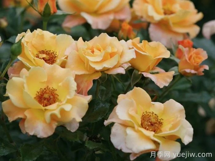 奥索易小姐月季(图3)