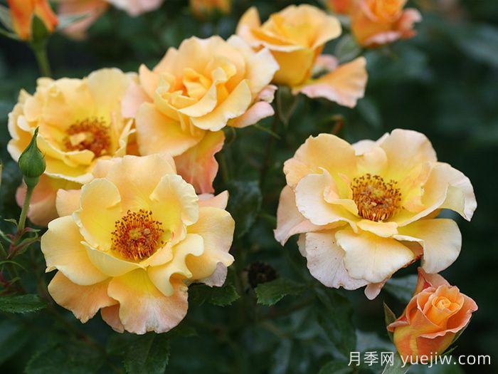 奥索易小姐月季(图2)