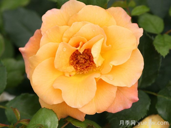 奥索易小姐月季(图1)