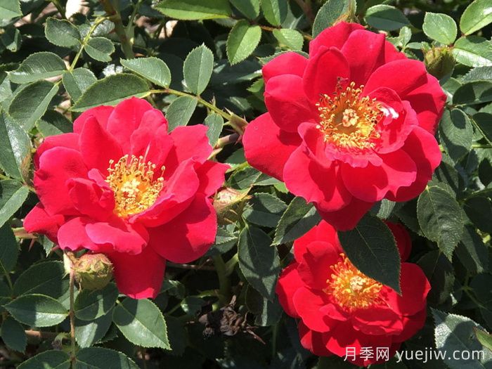 奥索易都市传奇月季(图1)