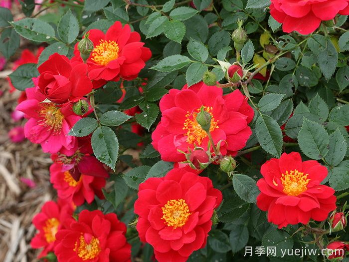 奥索易都市传奇月季(图2)