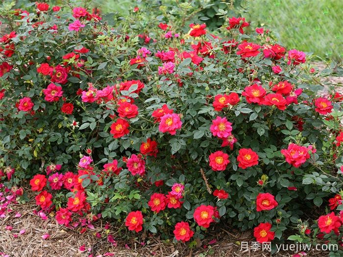 奥索易都市传奇月季(图3)