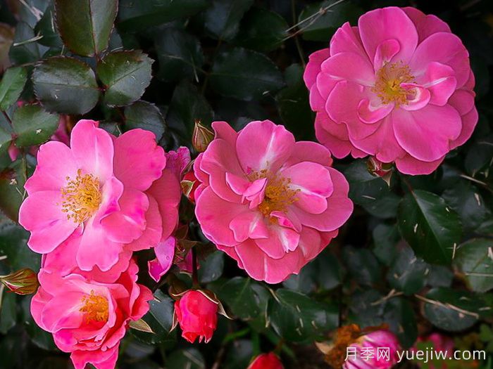 奥索易粉色纸杯蛋糕(图1) 奥索易粉色纸杯蛋糕(图1)