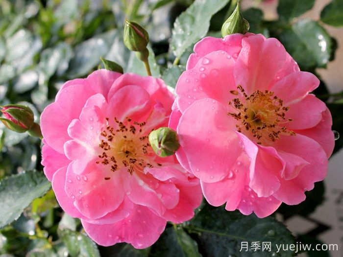 奥索易粉色纸杯蛋糕(图2) 奥索易粉色纸杯蛋糕(图2)