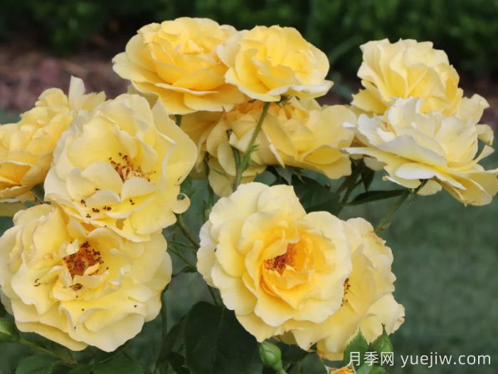 怀旧黄色月季(图1)