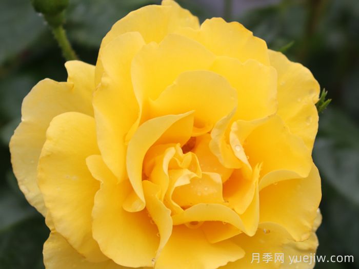 怀旧黄色月季(图2)