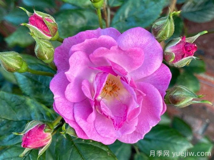 丁香花束月季/丁香日/丁香崛起(图2)