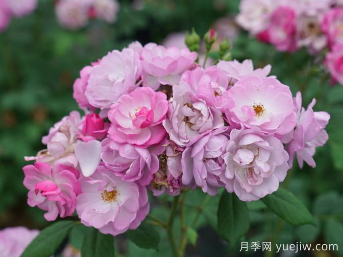 丁香花束月季/丁香日/丁香崛起(图3)