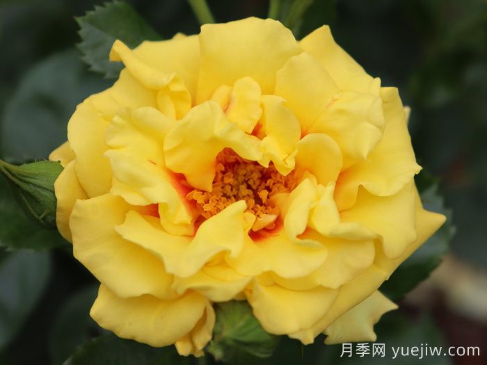 黄金眼睛月季/金眼睛月季(图1)