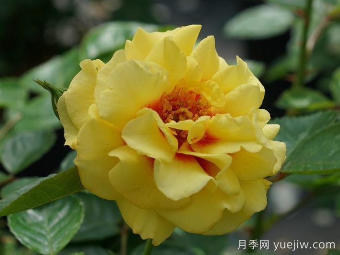 黄金眼睛月季/金眼睛月季(图2)