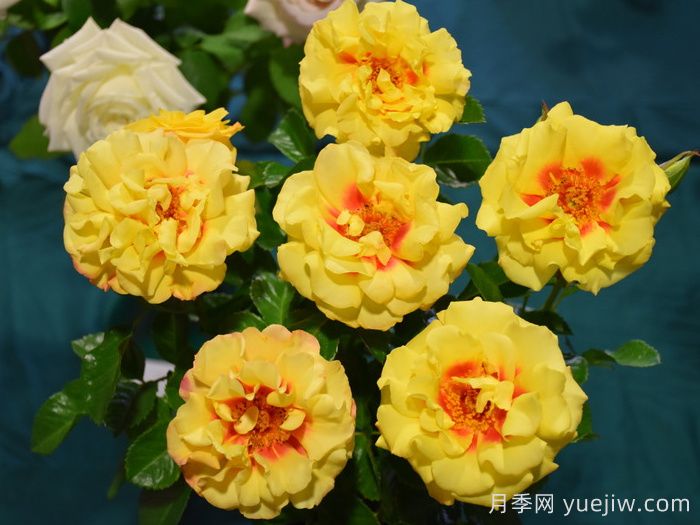 黄金眼睛月季/金眼睛月季(图3)