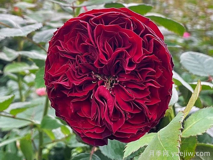 盛大庆典月季/千禧年月季(图1)