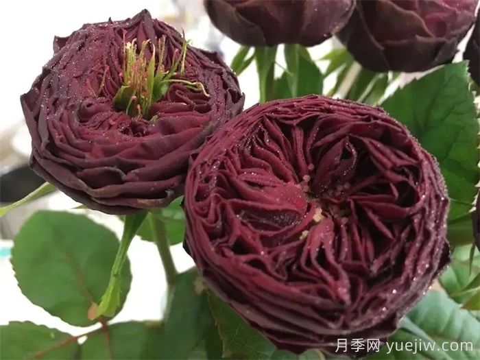 盛大庆典月季/千禧年月季(图2)