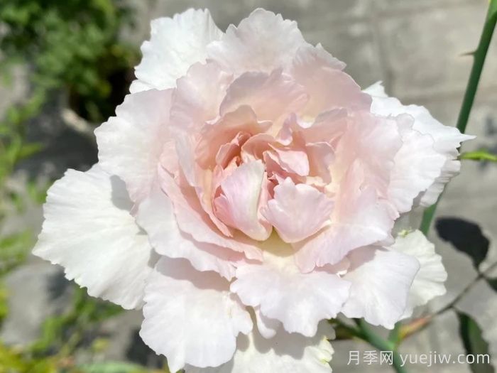 莎菲天使月季Saphiret(图1)