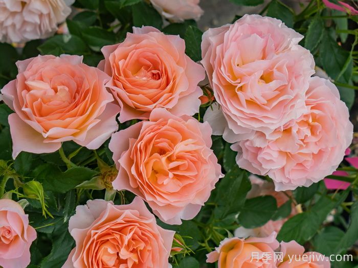 杏让月季(图2)