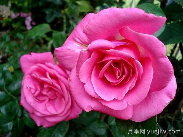 淑女月季/爱奥尼亚(图3)