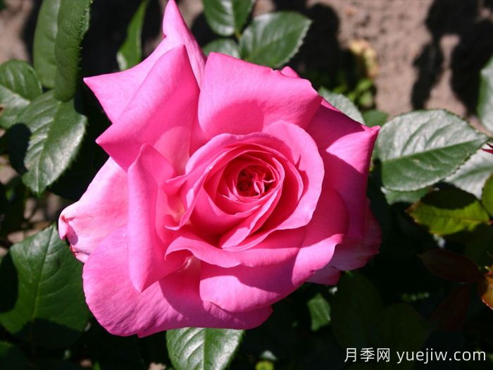 淑女月季/爱奥尼亚(图1)