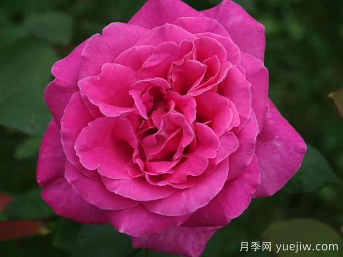 淑女月季/爱奥尼亚(图2)