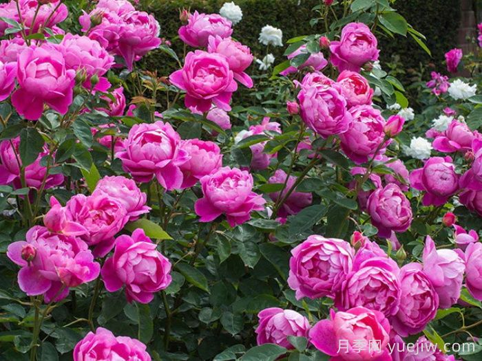 皇家庆典月季/皇家禧年/王室庆典(图3)