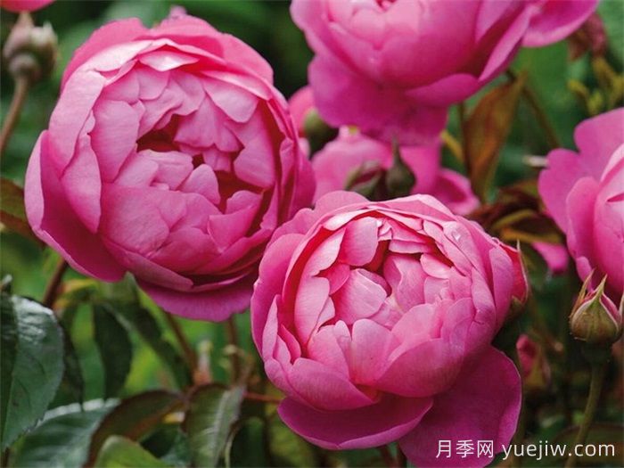 皇家庆典月季/皇家禧年/王室庆典(图1)