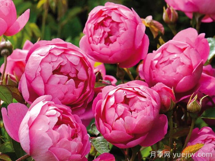 皇家庆典月季/皇家禧年/王室庆典(图2)