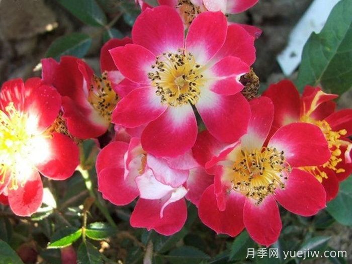 皇家欢迎月季(图1)