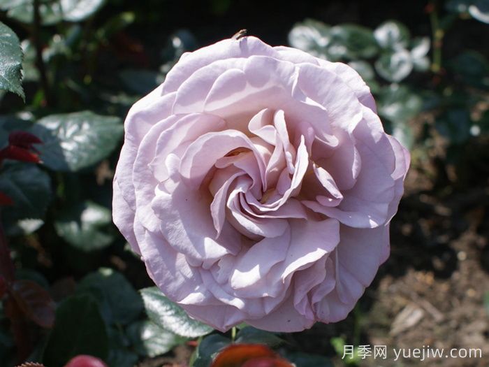 青衣月季/蓝色少女月季(图3)