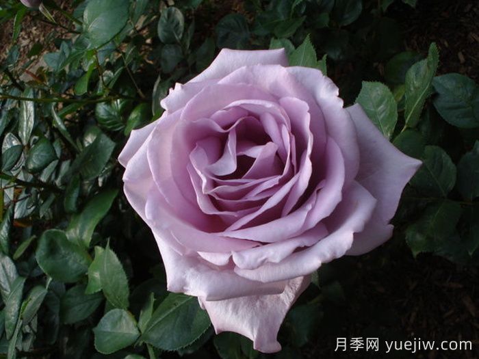 蓝色女孩月季/科隆狂欢节(图2)