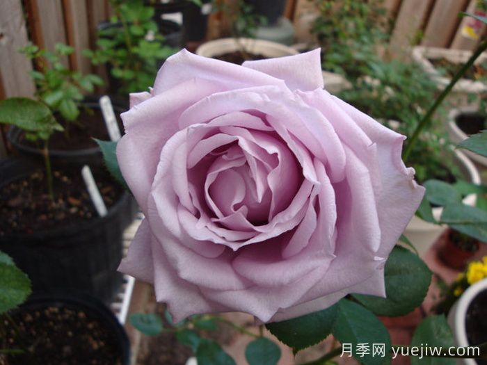 蓝色女孩月季/科隆狂欢节(图3)