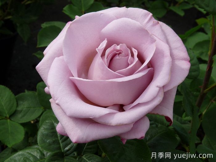 青衣月季/蓝色少女月季(图1)