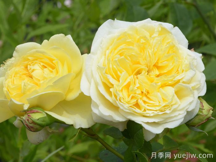 内尔森蒙福月季/尼尔森蒙福特(图3)